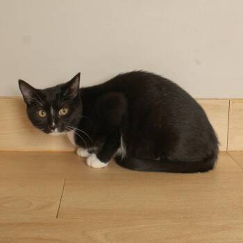 Poppy C71022 -  Domestic Short Hair Cat for Adoption in Minnetonka, Minnesota - Poppy C71022 | PetCurious