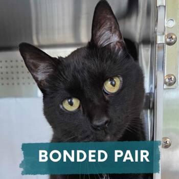 Jack -  Domestic Short Hair Cat for Adoption in Asheville, North Carolina - Jack | PetCurious