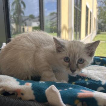 Spain -  Domestic Short Hair Cat for Adoption in West Palm Beach, Florida - Spain | PetCurious