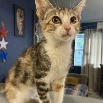 Beans -  Domestic Short Hair Cat for Adoption in Austin, Texas - Beans | PetCurious