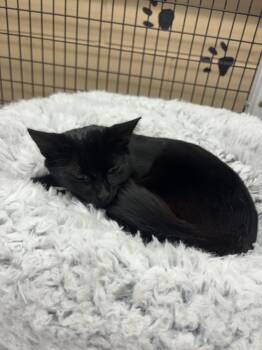 Rescue Domestic Short Hair Cats for Adoption in Pinellas Park, Florida - Dallas | PetCurious