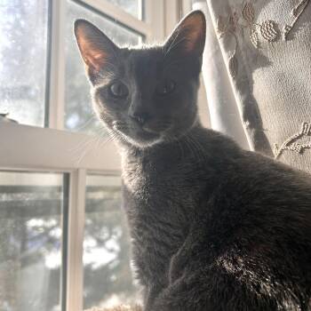 Domestic Short Hair Cats Available for Adoption - Saltine | PetCurious