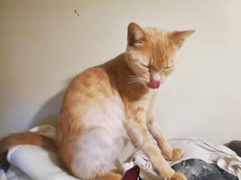 Tia -  Tabby Cat Available for Adoption in Hood River, Oregon - Tia | PetCurious