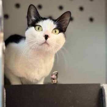 Halloweentown -  Domestic Short Hair Cat for Adoption in New York, New York - Halloweentown | PetCurious
