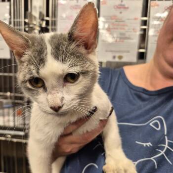 Hood -  Domestic Short Hair Cat for Adoption in Spokane, Washington - Hood | PetCurious