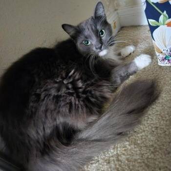 Jelly Bean & Dio -  Russian Blue Cat for Adoption in Liverpool, Texas - Jelly Bean & Dio | PetCurious