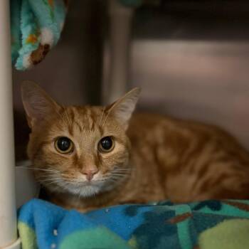 Yazi -  Domestic Short Hair Cat for Adoption in Charlottesville, Virginia - Yazi | PetCurious