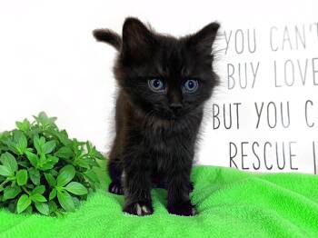 SAGE -  Domestic Medium Hair Cat for Adoption in Graham, Washington - SAGE | PetCurious