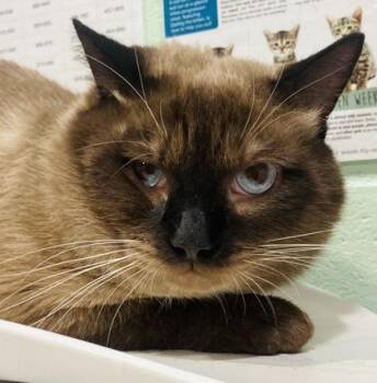 Ragdoll and Domestic Short Hair Cats Available for Adoption - Boy George | PetCurious