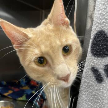 Cheeseball -  Domestic Short Hair Cat for Adoption in West Palm Beach, Florida - Cheeseball | PetCurious