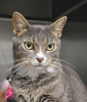 Yoda -  Domestic Short Hair Cat for Adoption - Yoda | PetCurious