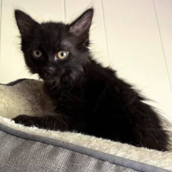 Sheba -  Domestic Medium Hair Cat for Adoption in Wadena, Minnesota - Sheba | PetCurious