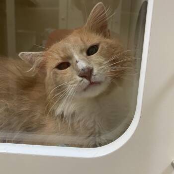 Billy Bob -  Domestic Medium Hair Cat for Adoption in Elyria, Ohio - Billy Bob | PetCurious