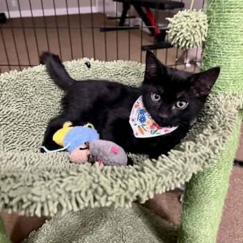 Midnight Argo -  Domestic Short Hair Cat for Adoption in Eagle Mountain, Utah - Midnight Argo | PetCurious