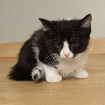 Asylum C69575 -  Domestic Short Hair Cat for Adoption in Minnetonka, Minnesota - Asylum C69575 | PetCurious
