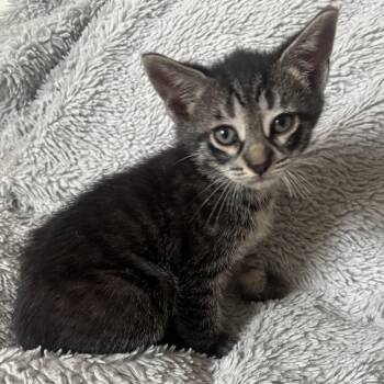 BECKHAM -  Tabby and Tiger Cat for Adoption in Columbus, Ohio - BECKHAM | PetCurious