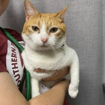 Domestic Short Hair Cats Available for Adoption - Onion | PetCurious