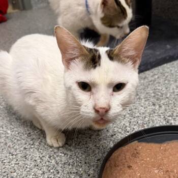 Cappadocia -  Turkish Van Cat for Adoption in Wichita, Kansas - Cappadocia | PetCurious