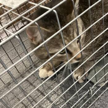 Domestic Medium Hair Cats Available for Adoption in Montgomery, Alabama - Montgomery Kitty 106 | PetCurious