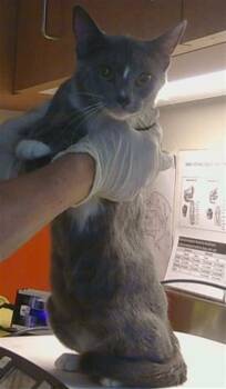 KHALEESI -  Domestic Short Hair Cat for Adoption in Sacramento, California - KHALEESI | PetCurious