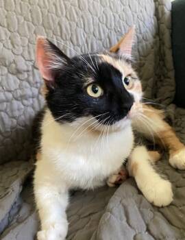 Rescue Calico and Domestic Short Hair Cats for Adoption in Emerald Isle, North Carolina - Persephone | PetCurious