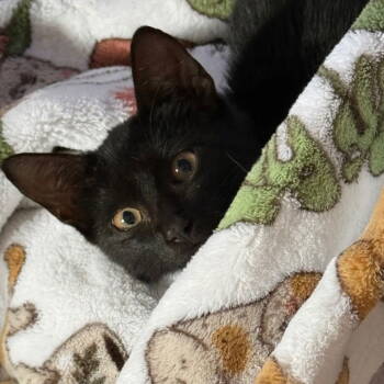 Rescue Domestic Short Hair Cats for Adoption in Dallas, Texas - Whimsy | PetCurious