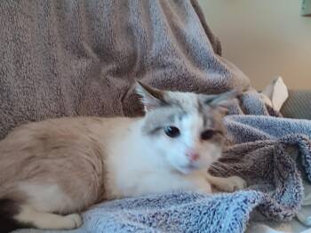 Siamese Cats Available for Adoption in North East, Maryland - Pickles | PetCurious