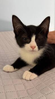Hugo -  Domestic Short Hair Cat for Adoption in Lovingston, Virginia - Hugo | PetCurious