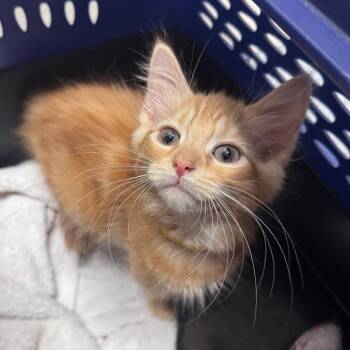 Leatherface 29972 -  Domestic Medium Hair Cat for Adoption in Middleburg, Florida - Leatherface 29972 | PetCurious