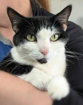 Rescue Domestic Short Hair Cats for Adoption in Canfield, Ohio - BELLA ELIZABETH | PetCurious