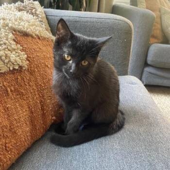 Rescue Domestic Short Hair Cats for Adoption in Los Angeles, California - Mazzy Star | PetCurious