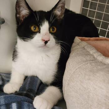 American Shorthair Cats Available for Adoption in Mountain Home, Arkansas - Junior | PetCurious