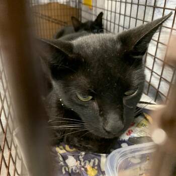 Honey -  Domestic Short Hair Cat for Adoption in Philadelphia, Pennsylvania - Honey | PetCurious