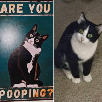 Avril Lavigne (52883/2919) -  Domestic Short Hair Cat for Adoption in Manassas, Virginia - Avril Lavigne (52883/2919) | PetCurious