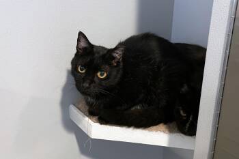 Midnight -  Domestic Short Hair Cat for Adoption in Lincoln, Nebraska - Midnight | PetCurious