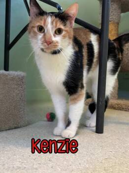 Rescue Domestic Short Hair Cats for Adoption in Port Clinton, Ohio - Kenzie | PetCurious