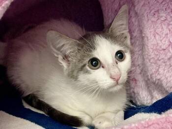 Frankie -  Domestic Medium Hair Cat for Adoption in Austin, Texas - Frankie | PetCurious