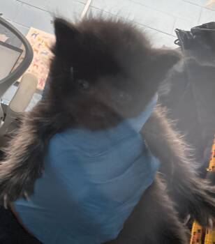 Dubble Bubble -  Domestic Short Hair Cat Available for Adoption in Evansville, Indiana - Dubble Bubble | PetCurious