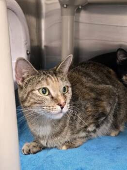 Peach -  Domestic Short Hair and Tortoiseshell Cat for Adoption in Webster, Massachusetts - Peach | PetCurious