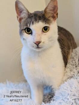 Jeffery -  Domestic Short Hair Cat for Adoption - Jeffery | PetCurious