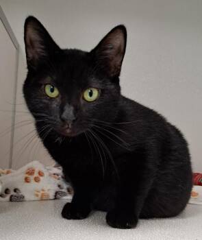 Murphy -  Domestic Short Hair Cat for Adoption in Manning, South Carolina - Murphy | PetCurious