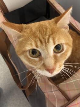 Domestic Short Hair Cats Available for Adoption in West Chester, Pennsylvania - Tapioca | PetCurious