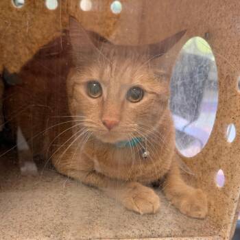 Stoney -  Domestic Short Hair Cat for Adoption in Philadelphia, Pennsylvania - Stoney | PetCurious