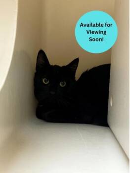 Ollie -  Domestic Short Hair Cat for Adoption in Kalispell, Montana - Ollie | PetCurious