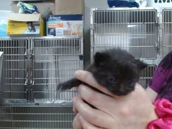 TAYLOR SWIFT -  Domestic Short Hair Cat for Adoption in Salinas, California - TAYLOR SWIFT | PetCurious