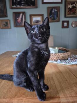 Norbit -  Domestic Short Hair Cat for Adoption in Dyersburg, Tennessee - Norbit | PetCurious