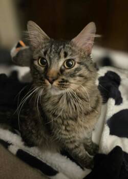 Rescue Domestic Medium Hair Cats for Adoption - Denver | PetCurious