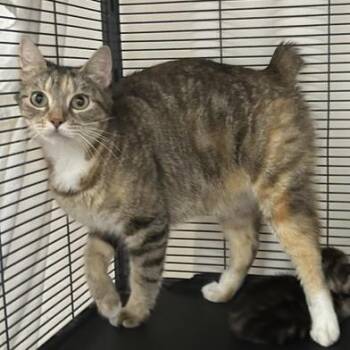 Rescue Domestic Short Hair Cats for Adoption in Liverpool, Texas - Nutmeg | PetCurious