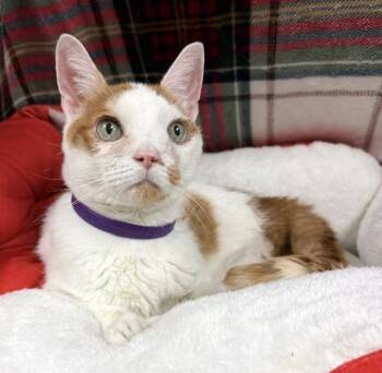 Zosia -  Domestic Short Hair Cat for Adoption in Lake Monroe, Florida - Zosia | PetCurious