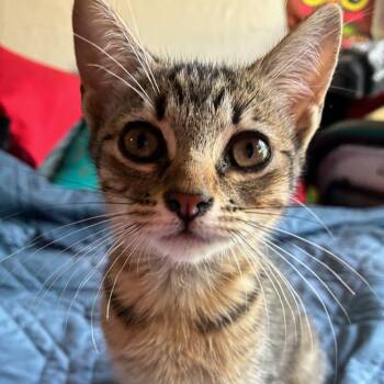 Rescue Domestic Short Hair Cats for Adoption in Bulverde, Texas - Cheetah | PetCurious